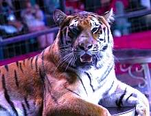 Tigers are back to Kaliningrad