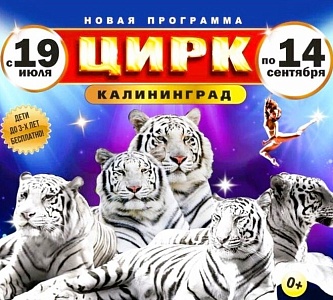 Tigers are back in the city