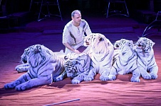 Tigers are back in the city