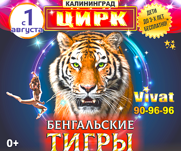 Tigers are back to Kaliningrad