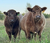 From the meadow to Ust-Luga