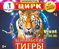 Тигры вновь в Калининграде
